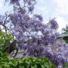 8e74a604a1e1416d88d987816b044fb8dc3f8e0b96be474a8c9d0a21b7dd46b3.jpg Wisteria sinensis 'Prolific'