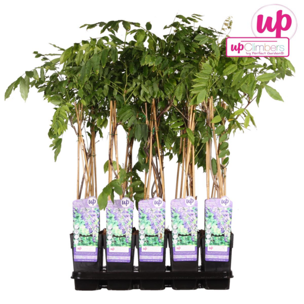 9e7613090b094ec1817cff1480a7848dc6dfbeb040b548859bf2a010a4733da3.png Wisteria sinensis 'Prolific'
