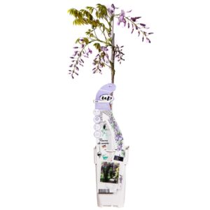 0e204277bfa04b81b6f212f0de4384bd3045266c6e55422996676a92d670deb7.jpg Wisteria sinensis 'Caroline'
