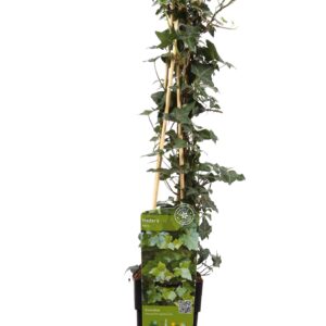 53dd955cd4584e6ea11d9b18fa146dc95a08508351724019896b8454c2950f75.jpg Hedera helix