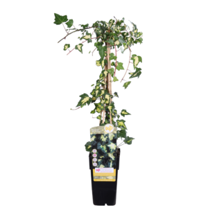 4e92681d4c1e4f4eaa76f6502c0c4a0da157de20281b4cab9021deb6d6ed8b7c.png Hedera colchica 'Dentata Variegata'