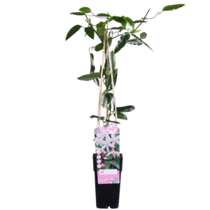 bd212c03cd32463490ea23ee12b2b8b9e972a82f74344811b53250676679fc9f.png Clematis armandii 'Apfelblüte'