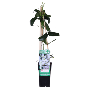 1d925de0233e43309cd084b5d6caa36b7c87d1baa82041c790288858f6202115.png Klematis armandii