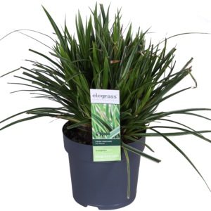 45ec6ba63dda4a0a909f91c308255cd660afffac85e94a6fa583f4ccf84ec895.png Carex morrowii 'Eistanz'