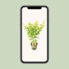 Acer-Palme. Going Green