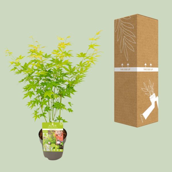 Acer-Palme. Going Green