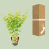 Acer-Palme. Going Green