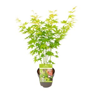 ba75d7d144a348e8bb66b48d3df5559674d497fb92d74fdf8ae83ed98997e463.jpg Acer-Palme. Going Green
