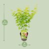 Acer-Palme. Going Green