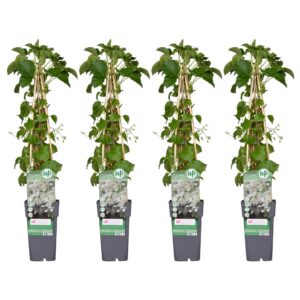 4169bb2e68a543708cfa83c073c7a4e5dd142ed6e7284189be5f7bb17130d597.jpg Hydrangea petiolaris - Hortensie | 4 Stück