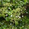 Hydrangea petiolaris - Hortensie | 4 Stück