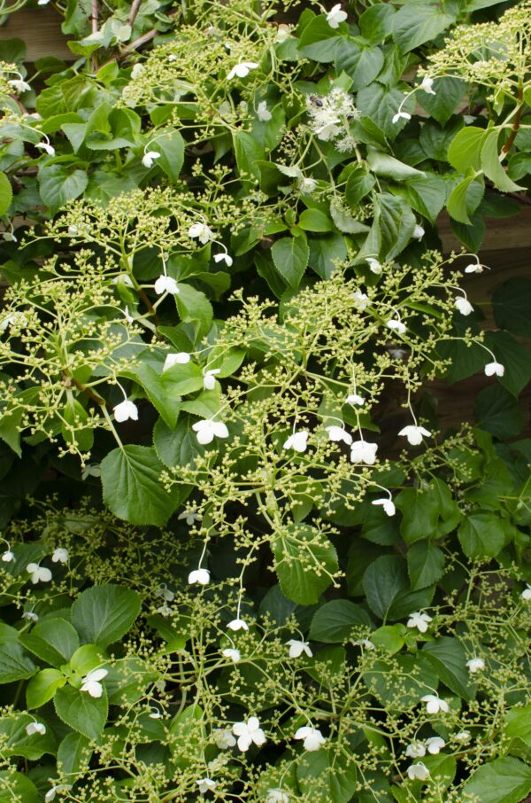 Hydrangea petiolaris - Hortensie | 4 Stück
