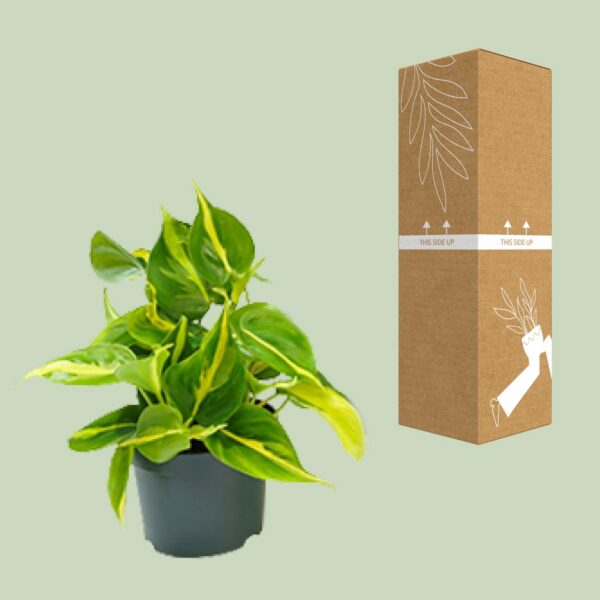 3bac574b538c460a827f9d7ecb2eb7c4e3039a36c093444c9be779d11725d6dc.jpg Philodendron Scandens Brasil