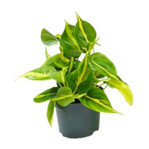 59df592b20ba458e8e44f18f89864de506218ae47b044dbb8d0bf1ff89fdcf2e.jpg Philodendron Scandens Brasil