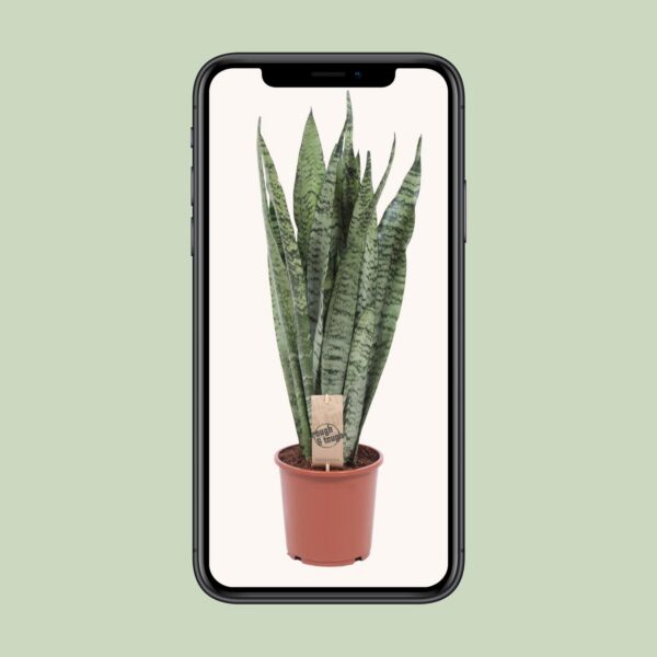 Sansevieria Zeylanica