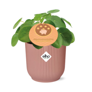 6d548c6fbb3a452681e29b2a0caf5afa8bfbee87ef634ff3b78ab2a9e186b61a.png Pilea Peperomioides in ELHO Vibes Fold rosa