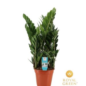 fce0443beb7344f29994bc0acfa41927786c05f812d14432880c50c6f73b49fe.jpg Zamioculcas
