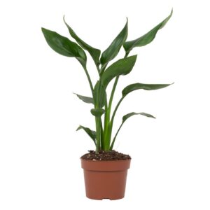 ddb23307d8fe42edad7006baf3bd182abe9402d133b74e3ca3d453be9358e822.jpg Strelitzia reginae