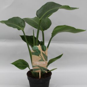 f43cd05a90e9451b93c5c5cf30582dc74dc063ff5f004d979620cc40f3cdb70a.jpg Strelitzia Nicolai
