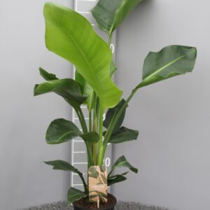 f7821445854f4b96863d897d073c6b36ad6ab2092dec4e9bbb4b621d7fb05057.jpg Strelitzia Nicolai