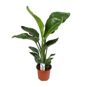 40f1ec8374f24a419b7a188f551a40b8b203630685af40d8af44c322a320d445.jpg Strelitzia Nicolai