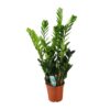 Zamioculcas