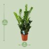 Zamioculcas