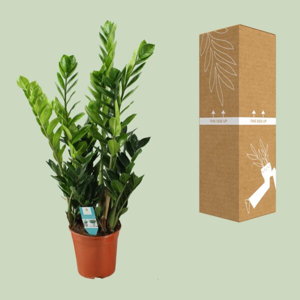 Zamioculcas