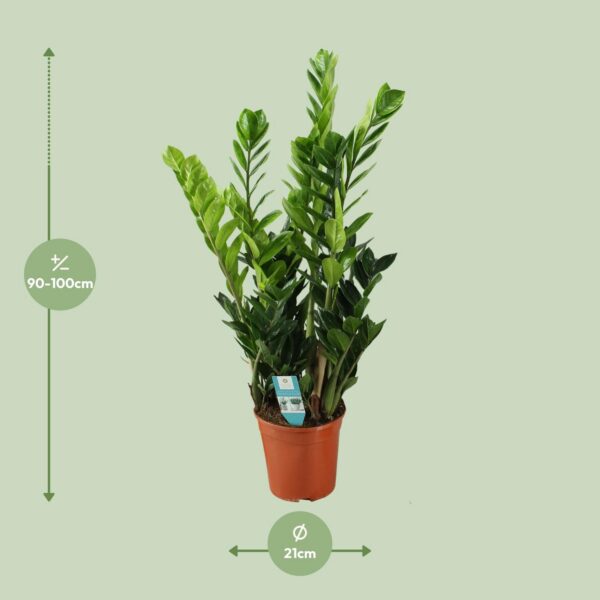 Zamioculcas