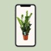 Zamioculcas