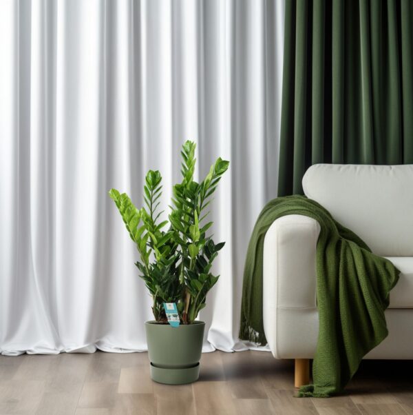 Zamioculcas