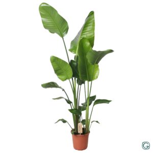 ffa26467e7b5428f8e70a1019957ee497e7af7bb14c24a44bd43ca9d29673a45.jpg Strelitzia Nicolai