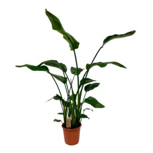 45c0f936a0094e3db1b5dea75bb3d24f53bb0a51328e4b38b85c46216d19b7e6.jpg Strelitzia Nicolai