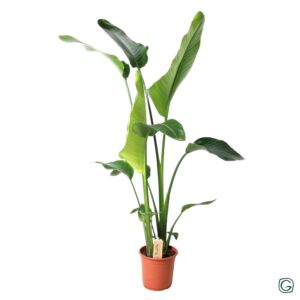 485e89d2cb064287b78891ac4a8f7af2f8a63011882245a49983e911199fd87c.jpg Strelitzia Nicolai