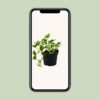 Scindapsus (Epipremnum) N'joy