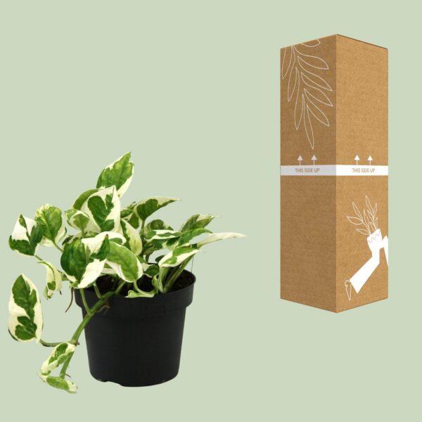 Scindapsus (Epipremnum) N'joy