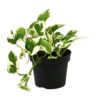 Scindapsus (Epipremnum) N'joy