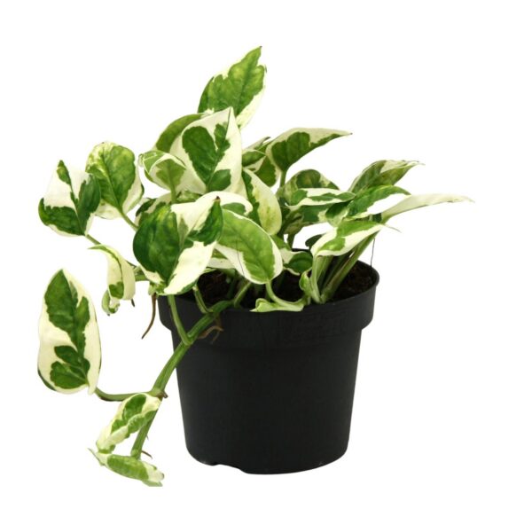 Scindapsus (Epipremnum) N'joy
