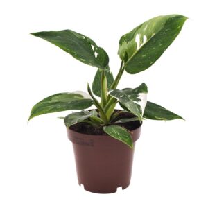 7c82bc2b2403427ca35f83f4cc9a635f1d5d7c3f197a41138126f26cd034c524.jpg Philodendron Weiße Prinzessin
