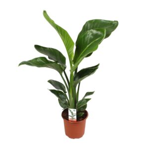 995013cbf9e24a53b37e49eed46adf20d1a682cdf835405b80cbce27b60882c6.jpg Strelitzia Nicolai