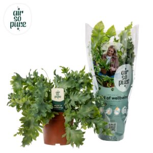 b60a196a9b2e4cb2992fdc43ed5b0f9f4b37ab8185084dde9f48bba13016e763.jpg Phlebodium Davana