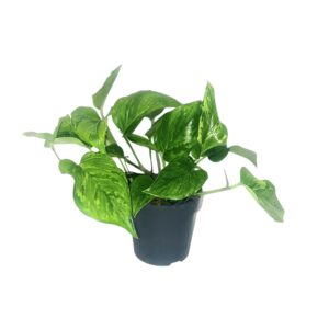 653c7b6d311c4db0bfd038400114ad305e7b8fe5b6cc4a25a0484d151bcb8c87.jpg Scindapsus Pictus Trebie