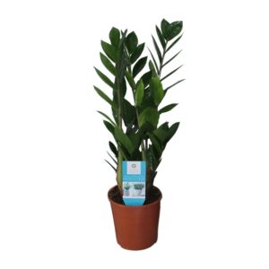 2e9b547216f742ddacbe412a2b3e26be7682ed140ed94f439fff341fa5282a79.jpg Zamioculcas Zamiifolia
