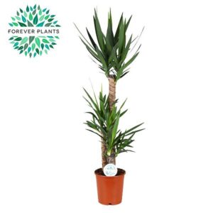 601ab06b0e9f458592883d66a0bde3eefccfc7f2187548fda141a8332a50f507.jpg Yucca