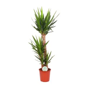 f57fae3dede24b388a84ad37dca852b8fa4fae094c4c41e0a8b67a134ed55902.jpg Yucca Elephantipes