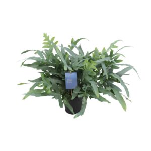 b9336e3c4f9444d59627ca1207bd903b42f76b43e4914b3d815d1a8717b418b0.jpg Phlebodium Aureum Blauer Stern