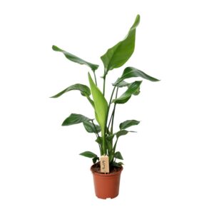 cf29f8b8c9594d2796acb851e99da7a34a98294f23504b30be11f85ace08eb55.jpg Strelitzia Nicolai