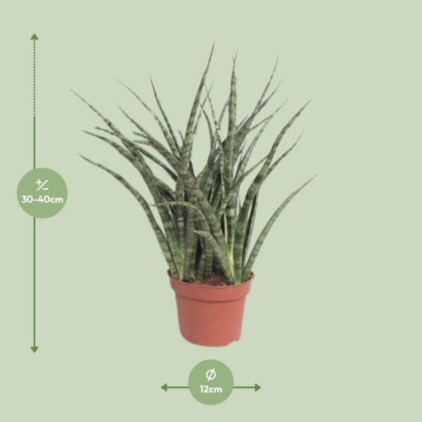Sansevieria Fernwood Punk