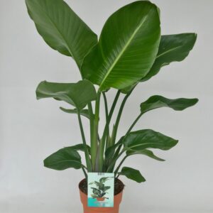 6b755d6a435e41c1804a571613977c7ff2bc49f032e74bebb092a9f4c05bb5c8.jpg Strelitzia Nicolai