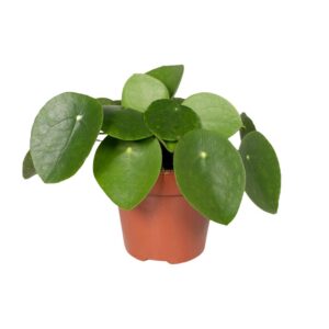 28c8497b2ef84a9c9ebe3968feb55b11c86f1844ba5a47eeb3b1e52c2ab47bc2.jpg Pilea Peperomiodes - Pfannkuchenpflanze